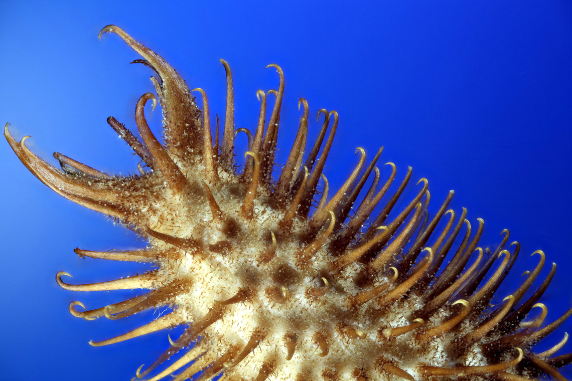 Cocklebur or Xanthium strumarium 1.75x, f6.3, EAf17.3, 1/20sec, ISO100, 172 micron per step, 69 steps_2024-05-26-06.52.27 ZS PMax Geotagged,Rough Cocklebur,United States,Xanthium strumarium