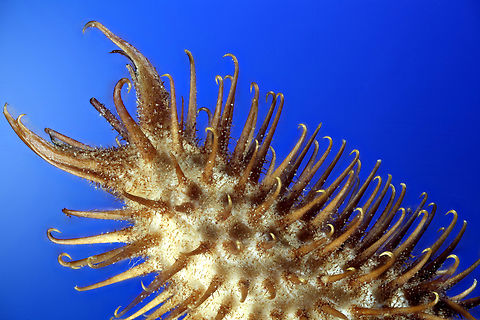 Cocklebur or Xanthium strumarium 1.75x, f6.3, EAf17.3, 1/20sec, ISO100, 172 micron per step, 69 steps_2024-05-26-06.52.27 ZS PMax Geotagged,Rough Cocklebur,United States,Xanthium strumarium