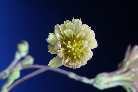 Prickly Lettuce or Lactuca serriola Very common in the dry rocks and gravel in the greater Phoenix, Arizona area. They say it can be eaten but I would have to be near starvation to give this a try. Even if the small (1cm) flower looks pleasing, it is a nasty plant with white milky toxic sap and spines along the leaf underside. Geotagged,Lactuca serriola,Spring,United States