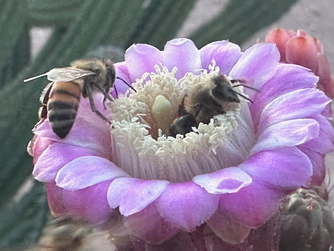Western Honey Bee or Apis mellifera How many clowns can you get in a small car?<br />
<section class="video"><iframe width="448" height="282" src="https://www.youtube-nocookie.com/embed/5H9mZyDmV2A?hd=1&autoplay=0&rel=0" frameborder="0" allowfullscreen></iframe></section> Apis mellifera,Geotagged,United States,Western honey bee