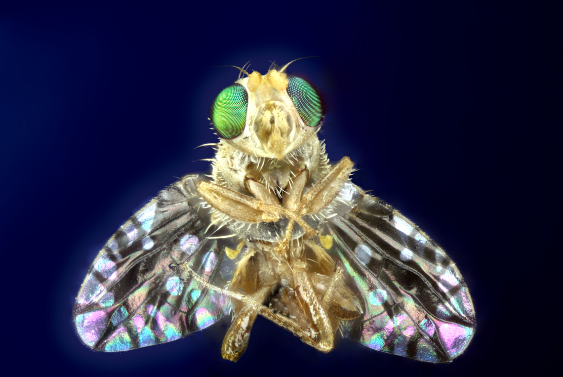 Fruit Fly or Trupanea arizonensis This fly was 3mm long from the head to the tip of the wings<br />
5x, f2.8, EAf16.8, 1/25 sec, ISO100, 200 steps at 19&micro;m_2024-05-29-05.32_.30_ZS_PMax_ Geotagged,Trupanea arizonensis,United States