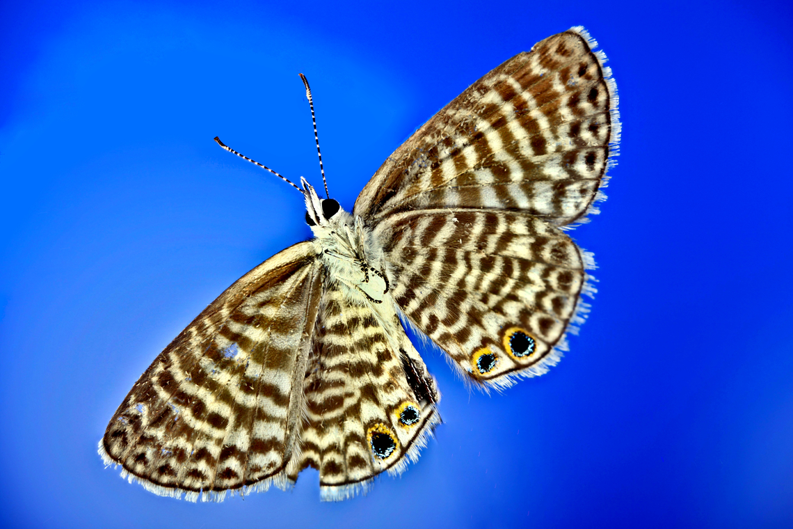 Marine Blue butterfly ventral side or Leptotes marina, 5x, f5, EAf16.25, ISO100, 1/25 sec, 142microns at 23 steps_2024-05-29-05_.08_.04_ZS_PMax_<br />
<figure class="photo"><a href="https://www.jungledragon.com/image/160935/marine_blue_butterfly_antennea_or_leptotes_marina.html" title="Marine Blue butterfly antennea or Leptotes marina"><img src="https://s3.amazonaws.com/media.jungledragon.com/images/5803/160935_thumb.jpg?AWSAccessKeyId=05GMT0V3GWVNE7GGM1R2&Expires=1769040010&Signature=y5UzsES1%2Bkr5mELRhRh0FJKeOS4%3D" width="200" height="134" alt="Marine Blue butterfly antennea or Leptotes marina 5x, f5, EAf16.25, ISO100, 1/25 sec, 142microns at 35 steps 2024-05-29-05_.08_.04_ZS_PMax_ Geotagged,Leptotes marina,United States" /></a></figure><br />
<figure class="photo"><a href="https://www.jungledragon.com/image/160934/marine_blue_dorsal_side_or_leptotes_marina.html" title="Marine Blue dorsal side or Leptotes marina"><img src="https://s3.amazonaws.com/media.jungledragon.com/images/5803/160934_thumb.jpg?AWSAccessKeyId=05GMT0V3GWVNE7GGM1R2&Expires=1769040010&Signature=ZkfshnTvzk5co1%2BQJ13SEdLOhHM%3D" width="200" height="134" alt="Marine Blue dorsal side or Leptotes marina  Geotagged,Leptotes marina,United States" /></a></figure> Geotagged,Leptotes marina,United States
