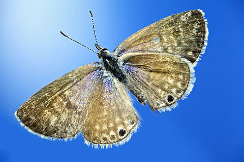 Marine Blue dorsal side or Leptotes marina  Geotagged,Leptotes marina,United States