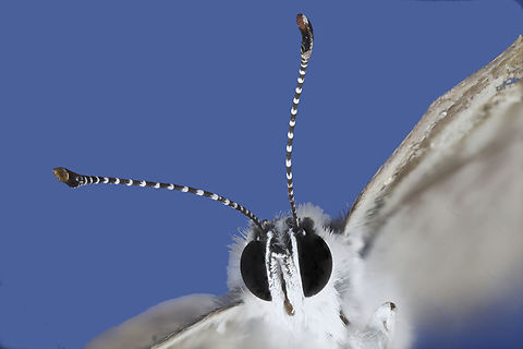 Marine Blue butterfly antennea or Leptotes marina 5x, f5, EAf16.25, ISO100, 1/25 sec, 142microns at 35 steps 2024-05-29-05_.08_.04_ZS_PMax_ Geotagged,Leptotes marina,United States
