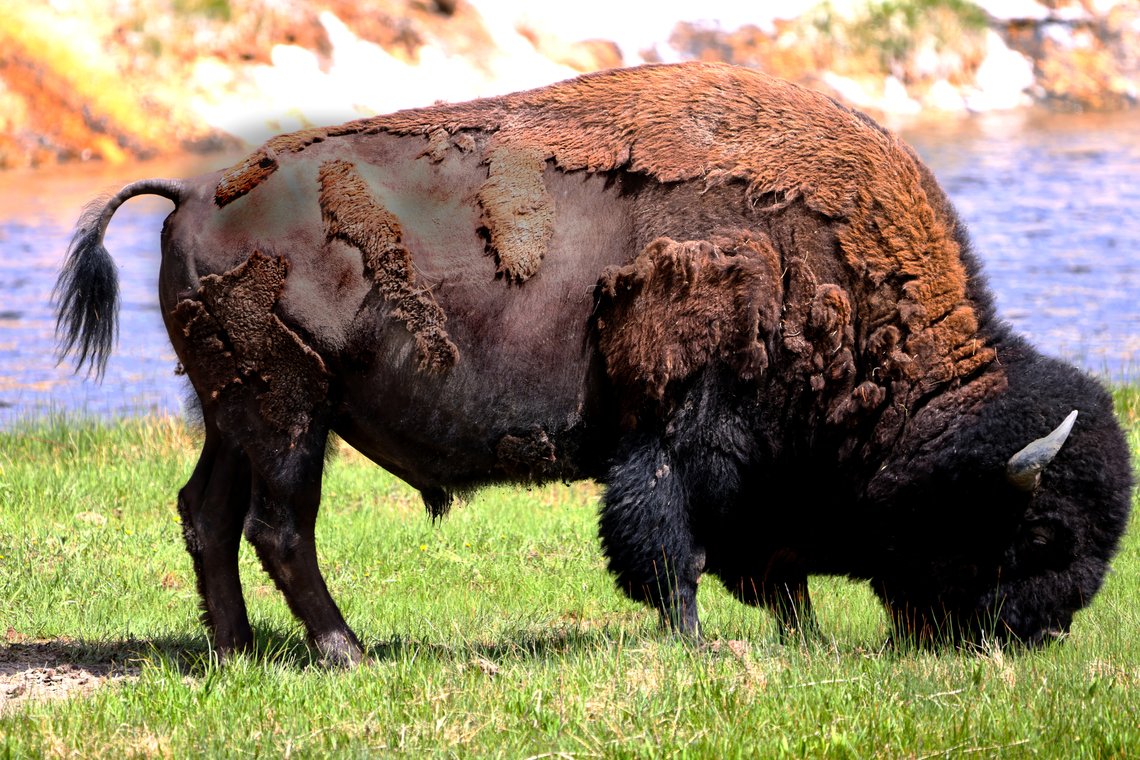Yellowstone Bison or Bison bison Yellowstone National Park<br />
5N4A3838<br />
<figure class="photo"><a href="https://www.jungledragon.com/image/161174/yellowstone_bison_or_bison_bison.html" title="Yellowstone Bison or Bison bison"><img src="https://s3.amazonaws.com/media.jungledragon.com/images/5803/161174_thumb.JPG?AWSAccessKeyId=05GMT0V3GWVNE7GGM1R2&Expires=1759968010&Signature=MpVFXQEgCVEMfVzybx%2Bt1bJHIN8%3D" width="200" height="136" alt="Yellowstone Bison or Bison bison Much less scary than bears in the wild but they will charge at up to 30 mph and are massive animals with sharp horns. I like the look of their winter coat shedding. Almost looks like rotting parts.<br />
5N4A3805 American bison,Bison bison,Geotagged,Spring,United States" /></a></figure> American bison,Bison bison,Geotagged,Spring,United States