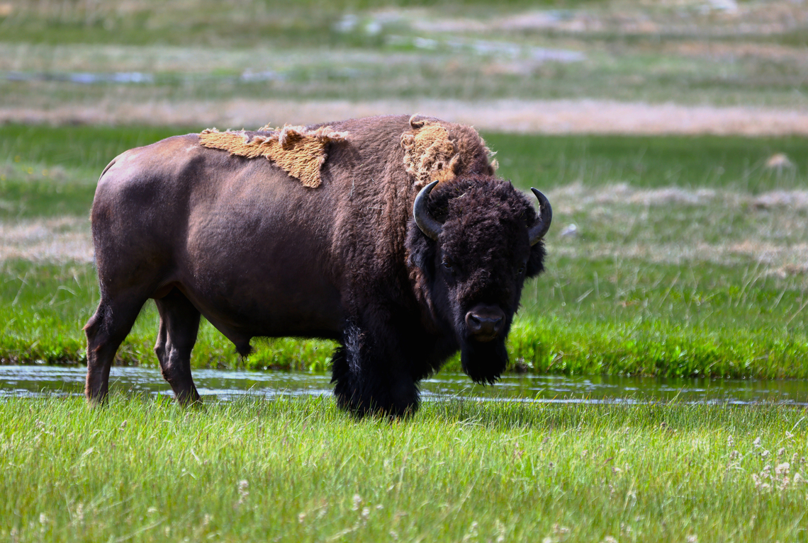 Yellowstone Bison or Bison bison Much less scary than bears in the wild but they will charge at up to 30 mph and are massive animals with sharp horns. I like the look of their winter coat shedding. Almost looks like rotting parts.<br />
5N4A3805 American bison,Bison bison,Geotagged,Spring,United States