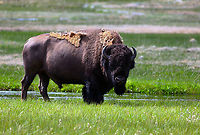 Yellowstone Bison or Bison bison Much less scary than bears in the wild but they will charge at up to 30 mph and are massive animals with sharp horns. I like the look of their winter coat shedding. Almost looks like rotting parts.<br />
5N4A3805 American bison,Bison bison,Geotagged,Spring,United States