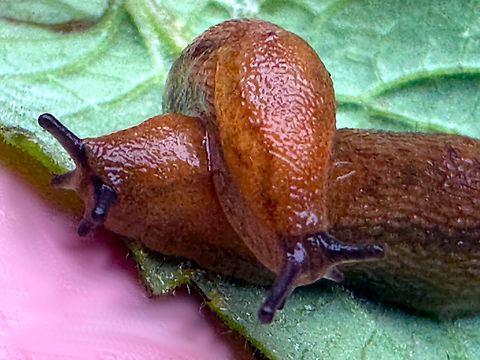 Meadow Slug or Deroceras reticulatum  Deroceras reticulatum,Geotagged,Grey Garden Slug,Spring,United States