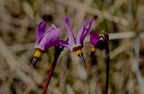 Dark-Throated Shooting Star or Dodecatheon pulchellum 5N4A4889 Dodecatheon pulchellum,Geotagged,Prairie shooting star,Spring,United States