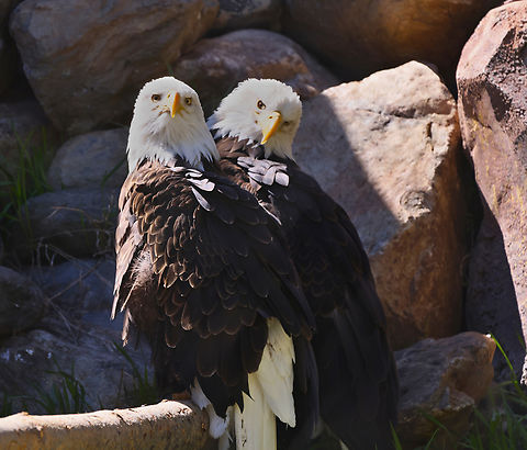 Bald Eagle or Haliaeetus leucocephalus  Bald eagle,Geotagged,Haliaeetus leucocephalus,Spring,United States