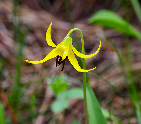 Glacier Lily or Erythronium grandiflorum  Erythronium grandiflorum,Geotagged,Glacier Lily,Spring,United States