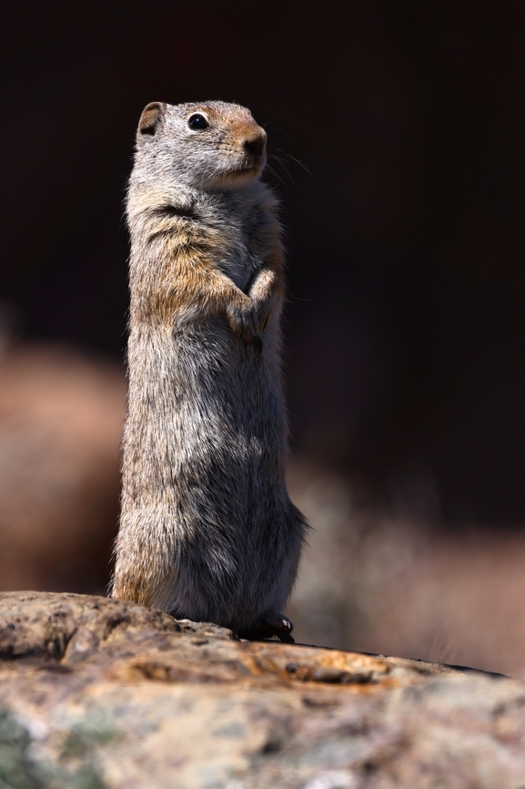 Uinta ground squirrel or Spermophilus armatus 5N4A4176<br />
<figure class="photo"><a href="https://www.jungledragon.com/image/161307/uinta_ground_squirrel_or_spermophilus_armatus.html" title="Uinta ground squirrel or Spermophilus armatus"><img src="https://s3.amazonaws.com/media.jungledragon.com/images/5803/161307_thumb.JPG?AWSAccessKeyId=05GMT0V3GWVNE7GGM1R2&Expires=1767225610&Signature=AHoIzZRMtCh0X4fhhdDjm01foLw%3D" width="200" height="174" alt="Uinta ground squirrel or Spermophilus armatus  gathering nesting material Geotagged,Spring,Uinta ground squirrel,United States,Urocitellus armatus" /></a></figure><br />
Gathering nesting material Geotagged,Spring,Uinta ground squirrel,United States,Urocitellus armatus