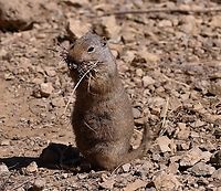Uinta ground squirrel or Spermophilus armatus  gathering nesting material Geotagged,Spring,Uinta ground squirrel,United States,Urocitellus armatus