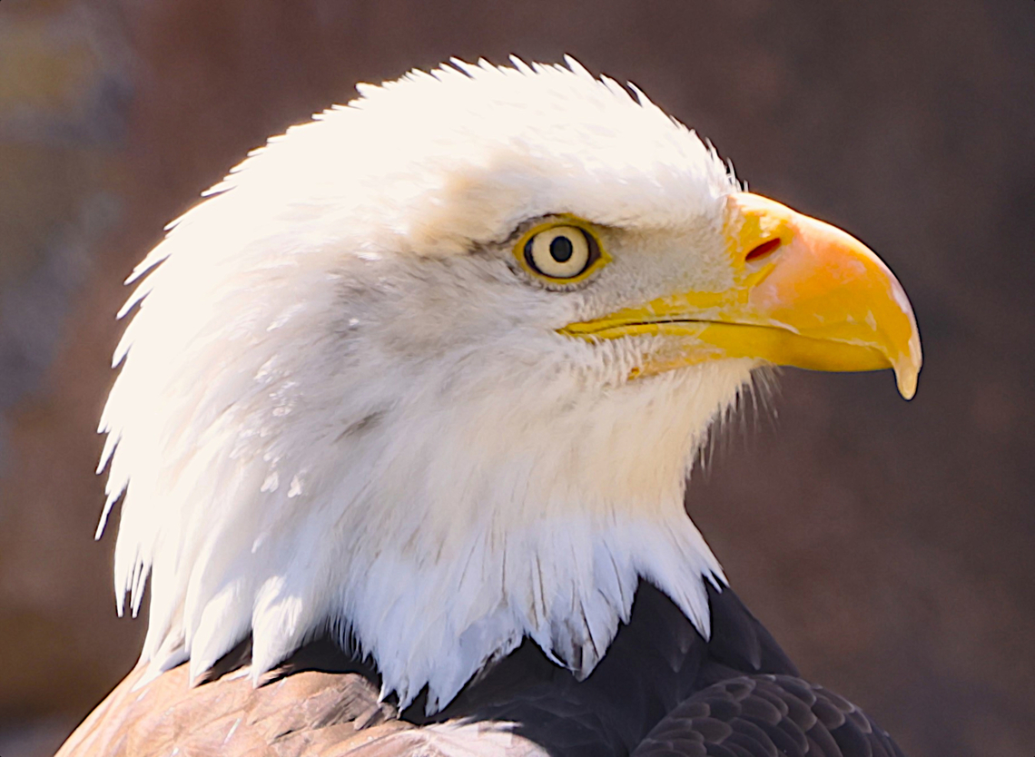 Bald Eagle or Haliaeetus leucocephalus <figure class="photo"><a href="https://www.jungledragon.com/image/161270/bald_eagle_or_haliaeetus_leucocephalus.html" title="Bald Eagle or Haliaeetus leucocephalus"><img src="https://s3.amazonaws.com/media.jungledragon.com/images/5803/161270_thumb.JPG?AWSAccessKeyId=05GMT0V3GWVNE7GGM1R2&Expires=1759968010&Signature=H80TMA74qg8Sl8o7lKVfsxA%2FkOU%3D" width="200" height="172" alt="Bald Eagle or Haliaeetus leucocephalus  Bald eagle,Geotagged,Haliaeetus leucocephalus,Spring,United States" /></a></figure> Bald eagle,Geotagged,Haliaeetus leucocephalus,Spring,United States