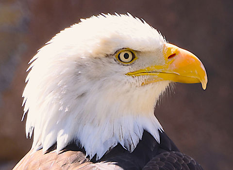 Bald Eagle or Haliaeetus leucocephalus https://www.jungledragon.com/image/161270/bald_eagle_or_haliaeetus_leucocephalus.html Bald eagle,Geotagged,Haliaeetus leucocephalus,Spring,United States
