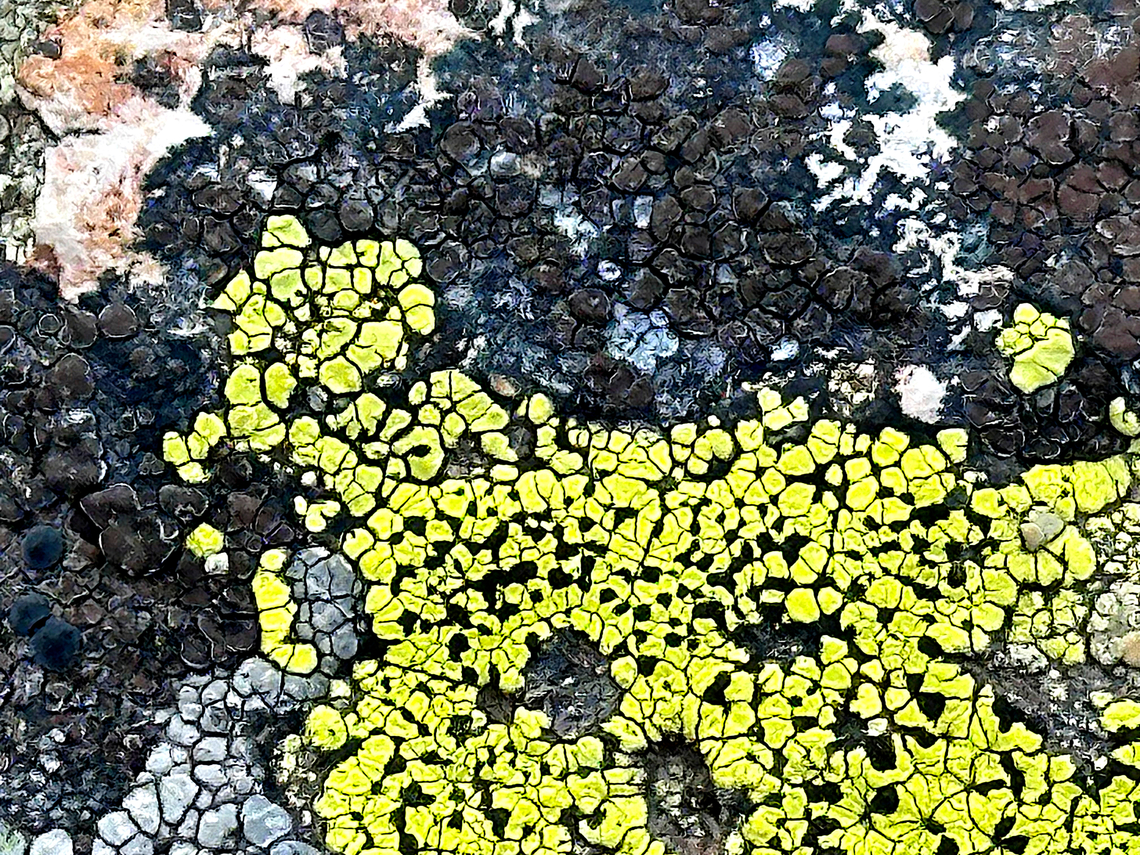 The map lichen or Rhizocarpon geographicum Grows on rocks in mountainous areas of low air pollution. Each lichen is a flat patch bordered by a black line of fungal hyphae. These patches grow adjacent to each other, leading to the appearance of a map or a patchwork field.<br />
In an experiment, this lichen species was placed in a capsule and launched into space. The capsule was opened, exposing the lichen to space conditions for 10 days before being brought back down to Earth, where it showed minimal changes or damage. Geotagged,Rhizocarpon geographicum,Spring,United States
