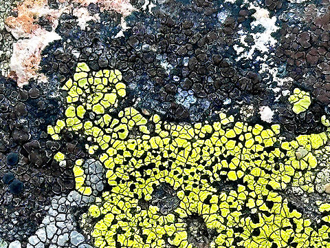 The map lichen or Rhizocarpon geographicum Grows on rocks in mountainous areas of low air pollution. Each lichen is a flat patch bordered by a black line of fungal hyphae. These patches grow adjacent to each other, leading to the appearance of a map or a patchwork field.
In an experiment, this lichen species was placed in a capsule and launched into space. The capsule was opened, exposing the lichen to space conditions for 10 days before being brought back down to Earth, where it showed minimal changes or damage. Geotagged,Rhizocarpon geographicum,Spring,United States