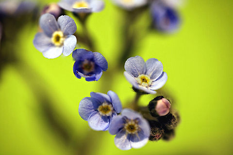 Stickseed or Hackelia micrantha  Geotagged,Hackelia micrantha,Jessica sticktight,United States