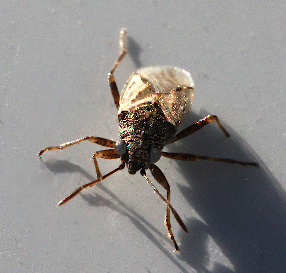 False Chinch Bug or Nysius raphanus <figure class="photo"><a href="https://www.jungledragon.com/image/161332/false_chinch_bug_or_nysius_raphanus.html" title="False Chinch Bug or Nysius raphanus"><img src="https://s3.amazonaws.com/media.jungledragon.com/images/5803/161332_thumb.JPG?AWSAccessKeyId=05GMT0V3GWVNE7GGM1R2&Expires=1770854410&Signature=bbgxFAMV%2B2h4DpqaZYQn4Zym3FI%3D" width="200" height="142" alt="False Chinch Bug or Nysius raphanus  False chinch bug,Geotagged,Nysius raphanus,Spring,United States" /></a></figure><br />
Was covering the vehicles parked outside, and feeding on smashed bugs on the hood, grill and glass.  False chinch bug,Geotagged,Nysius raphanus,Spring,United States