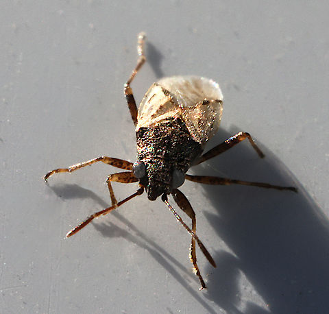 False Chinch Bug or Nysius raphanus https://www.jungledragon.com/image/161332/false_chinch_bug_or_nysius_raphanus.html
Was covering the vehicles parked outside, and feeding on smashed bugs on the hood, grill and glass.  False chinch bug,Geotagged,Nysius raphanus,Spring,United States