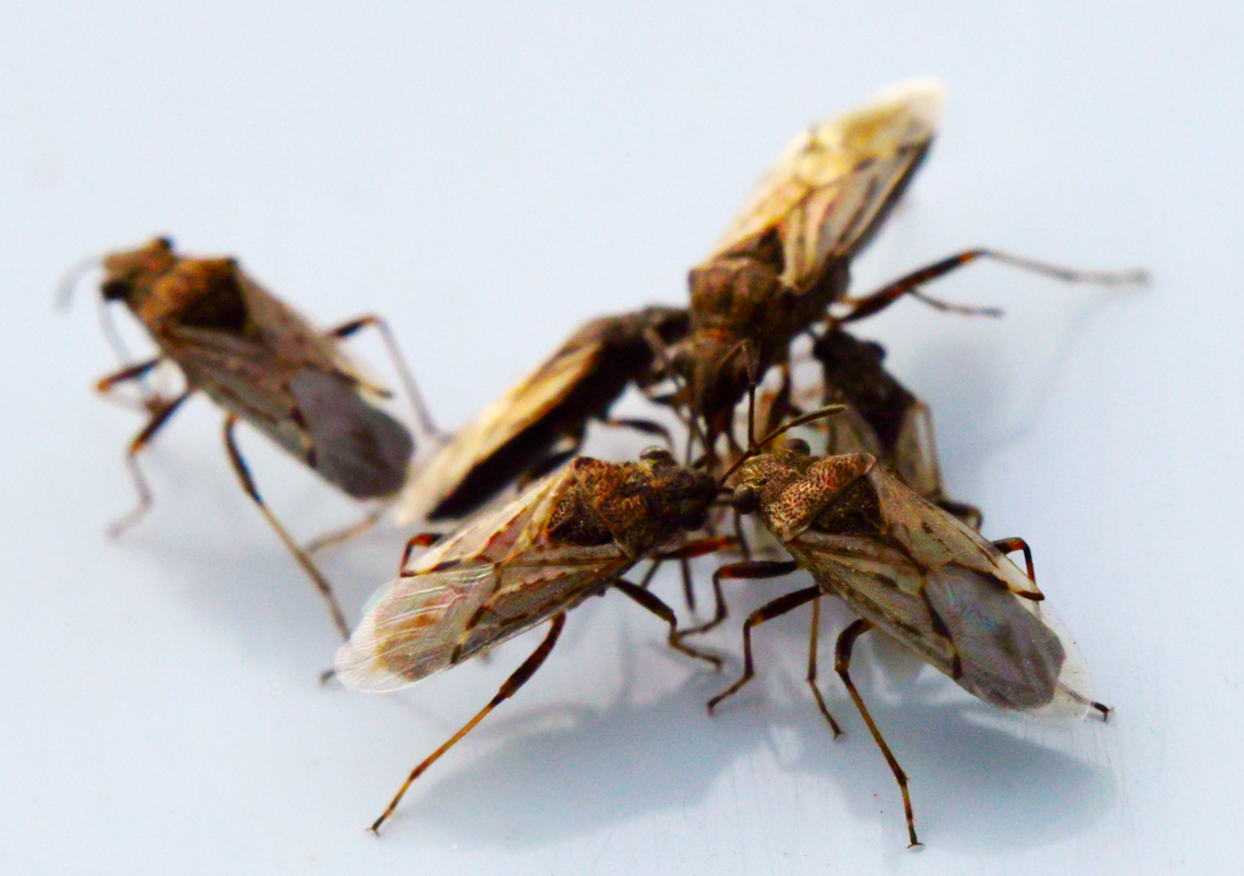 False Chinch Bug or Nysius raphanus  False chinch bug,Geotagged,Nysius raphanus,Spring,United States