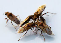 False Chinch Bug or Nysius raphanus  False chinch bug,Geotagged,Nysius raphanus,Spring,United States