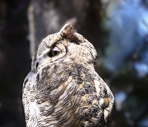 Great Horned Owl or Bubo virginianus  Bubo virginianus,Geotagged,Great Horned Owl,Spring,United States