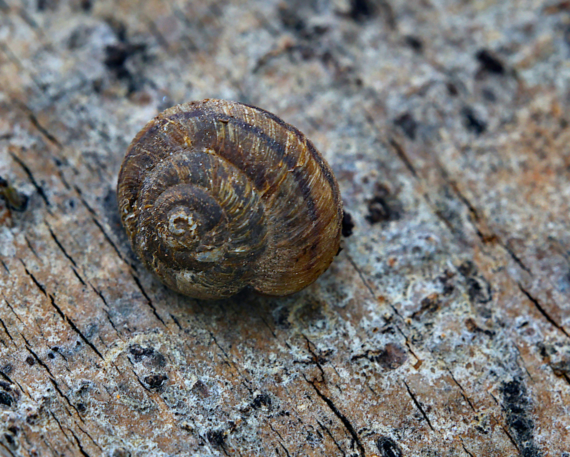 Land Snail West Yellowstone Geotagged,Spring,United States