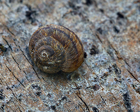 Land Snail West Yellowstone Geotagged,Spring,United States