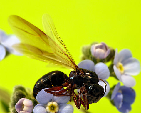 Black Carpenter ant or Camponotus pennsylvanicus  Black carpenter ant,Camponotus pennsylvanicus,Geotagged,Spring,United States