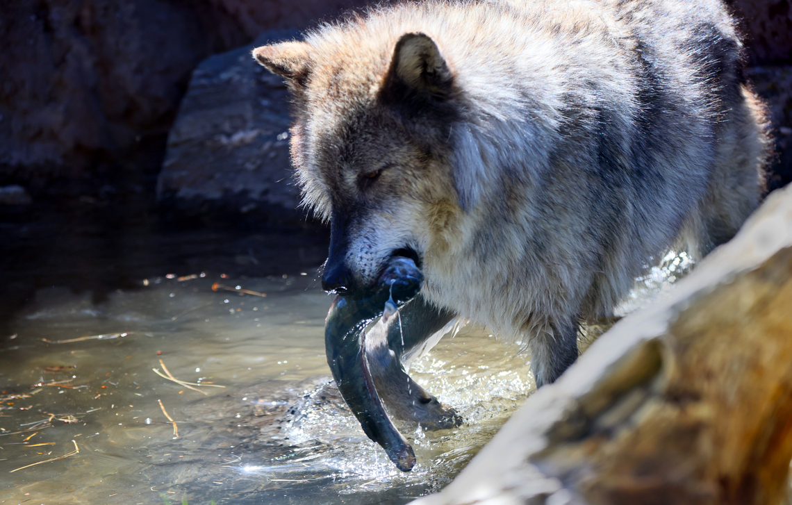 Gray Wolf or Canis lupus catching a fish West Yellowstone<br />
5N4A4620_<br />
<figure class="photo"><a href="https://www.jungledragon.com/image/161404/gray_wolf_or_canis_lupus_thinking_of_fish.html" title="Gray Wolf or Canis lupus thinking of fish"><img src="https://s3.amazonaws.com/media.jungledragon.com/images/5803/161404_thumb.JPG?AWSAccessKeyId=05GMT0V3GWVNE7GGM1R2&Expires=1770854410&Signature=Lc5AMnVv3C%2BJYtruwo4UONc%2B%2Bng%3D" width="200" height="134" alt="Gray Wolf or Canis lupus thinking of fish  Canis lupus,Geotagged,Gray wolf,Spring,United States" /></a></figure><br />
Thinking of fish<br />
<figure class="photo"><a href="https://www.jungledragon.com/image/161408/gray_wolf_for_canis_lupis.html" title="Gray Wolf for Canis lupis"><img src="https://s3.amazonaws.com/media.jungledragon.com/images/5803/161408_thumb.JPG?AWSAccessKeyId=05GMT0V3GWVNE7GGM1R2&Expires=1770854410&Signature=DhOhZD0eJQNFrBzPEgX4MZ8IFtY%3D" width="200" height="134" alt="Gray Wolf for Canis lupis Smelling a fish Canis lupis,Canis lupus,Canis lupus dingo,Geotagged,Gray wolf,Spring,United States" /></a></figure><br />
<figure class="photo"><a href="https://www.jungledragon.com/image/161405/gray_wolf_or_canis_lupus.html" title="Gray Wolf or Canis lupus"><img src="https://s3.amazonaws.com/media.jungledragon.com/images/5803/161405_thumb.JPG?AWSAccessKeyId=05GMT0V3GWVNE7GGM1R2&Expires=1770854410&Signature=8GHOD2C2P7JQrb4M3jw%2By3N%2BpLM%3D" width="200" height="134" alt="Gray Wolf or Canis lupus  Canis lupis,Canis lupus,Canis lupus dingo,Geotagged,Gray wolf,Spring,United States" /></a></figure><br />
<figure class="photo"><a href="https://www.jungledragon.com/image/161406/gray_wolf_or_canis_lupus.html" title="Gray Wolf or Canis lupus"><img src="https://s3.amazonaws.com/media.jungledragon.com/images/5803/161406_thumb.JPG?AWSAccessKeyId=05GMT0V3GWVNE7GGM1R2&Expires=1770854410&Signature=icwbKryg1%2B9Sjv79aZyfmupNe0s%3D" width="200" height="182" alt="Gray Wolf or Canis lupus  Canis lupis,Canis lupus,Canis lupus dingo,Geotagged,Gray wolf,Spring,United States" /></a></figure> Canis familiaris,Canis lupus,Dog,Geotagged,Gray wolf,Spring,United States