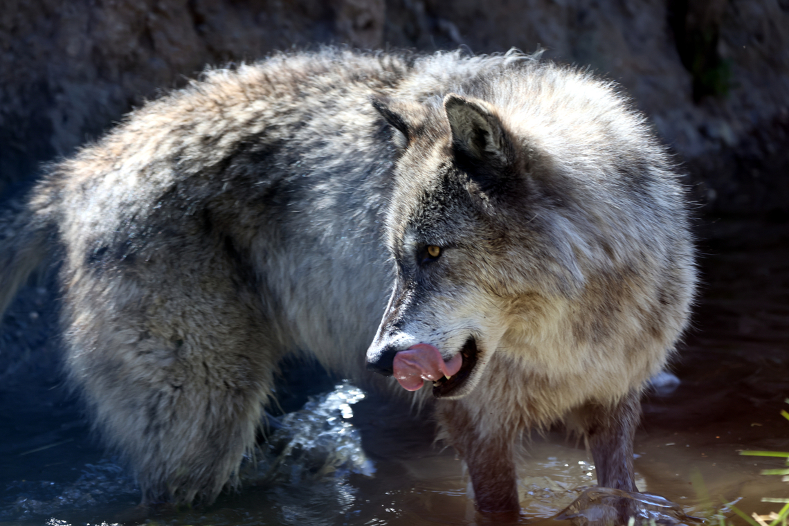 Gray Wolf or Canis lupus thinking of fish  Canis lupus,Geotagged,Gray wolf,Spring,United States