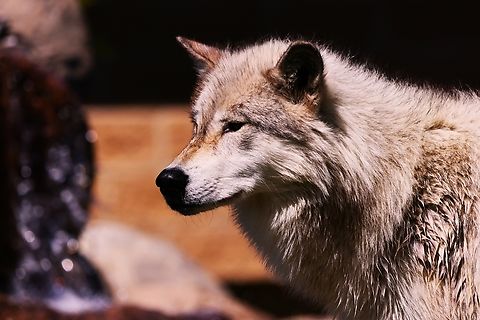 Gray Wolf or Canis lupus  Canis lupis,Canis lupus,Canis lupus dingo,Geotagged,Gray wolf,Spring,United States