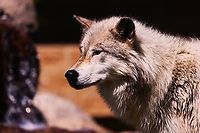 Gray Wolf or Canis lupus  Canis lupis,Canis lupus,Canis lupus dingo,Geotagged,Gray wolf,Spring,United States