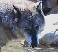 Gray Wolf or Canis lupus  Canis lupis,Canis lupus,Canis lupus dingo,Geotagged,Gray wolf,Spring,United States