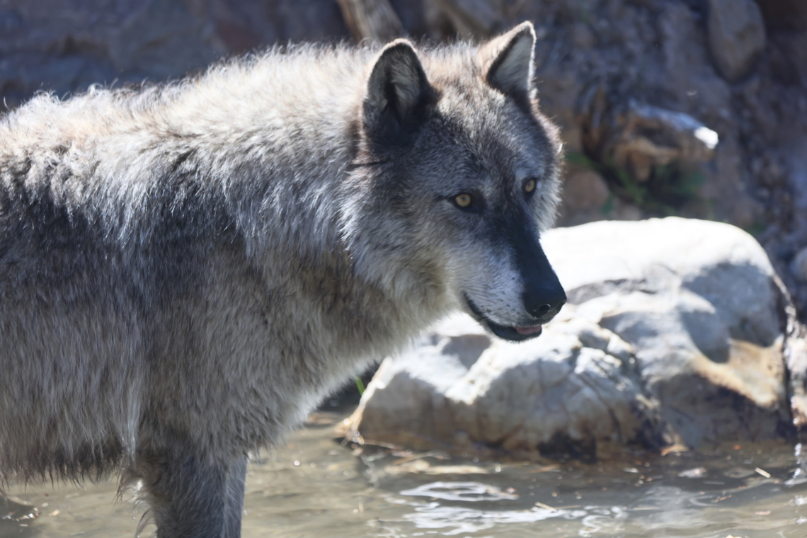 Gray Wolf for Canis lupis Smelling a fish Canis lupis,Canis lupus,Canis lupus dingo,Geotagged,Gray wolf,Spring,United States