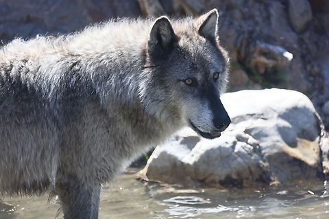 Gray Wolf for Canis lupis Smelling a fish Canis lupis,Canis lupus,Canis lupus dingo,Geotagged,Gray wolf,Spring,United States