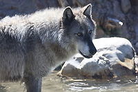 Gray Wolf for Canis lupis Smelling a fish Canis lupis,Canis lupus,Canis lupus dingo,Geotagged,Gray wolf,Spring,United States