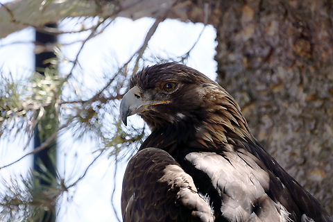 Red-tailed Hawk or Buteo jamaicensis  Buteo jamaicensis,Geotagged,Red-tailed hawk,Spring,United States