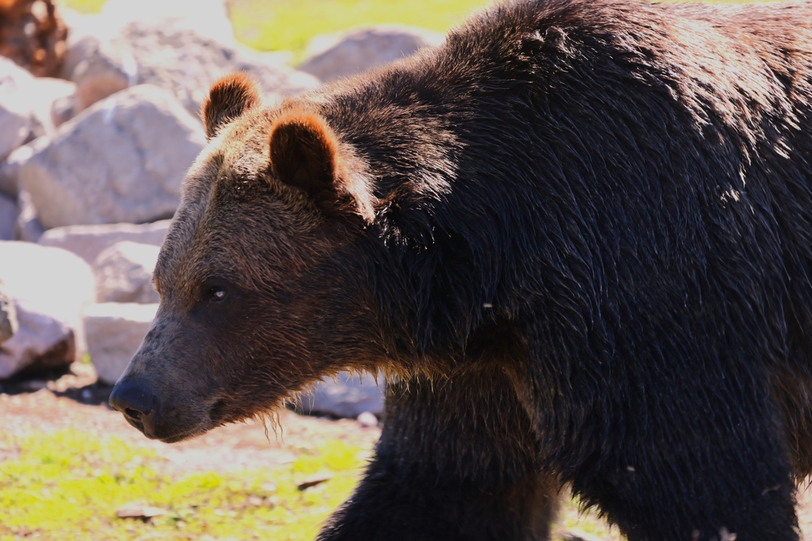 Grizzly Bear or Ursus arctos horribilis  Geotagged,Grizzly bear,Spring,United States,Ursus arctos horribilis