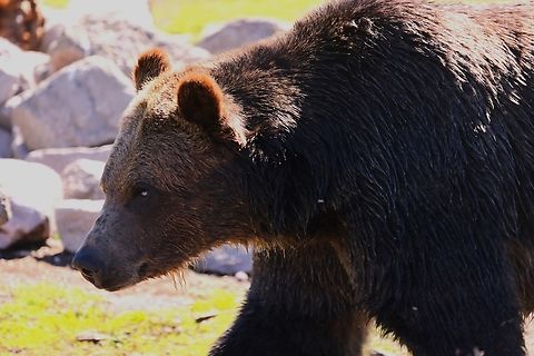 Grizzly Bear or Ursus arctos horribilis  Geotagged,Grizzly bear,Spring,United States,Ursus arctos horribilis