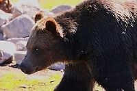 Grizzly Bear or Ursus arctos horribilis  Geotagged,Grizzly bear,Spring,United States,Ursus arctos horribilis