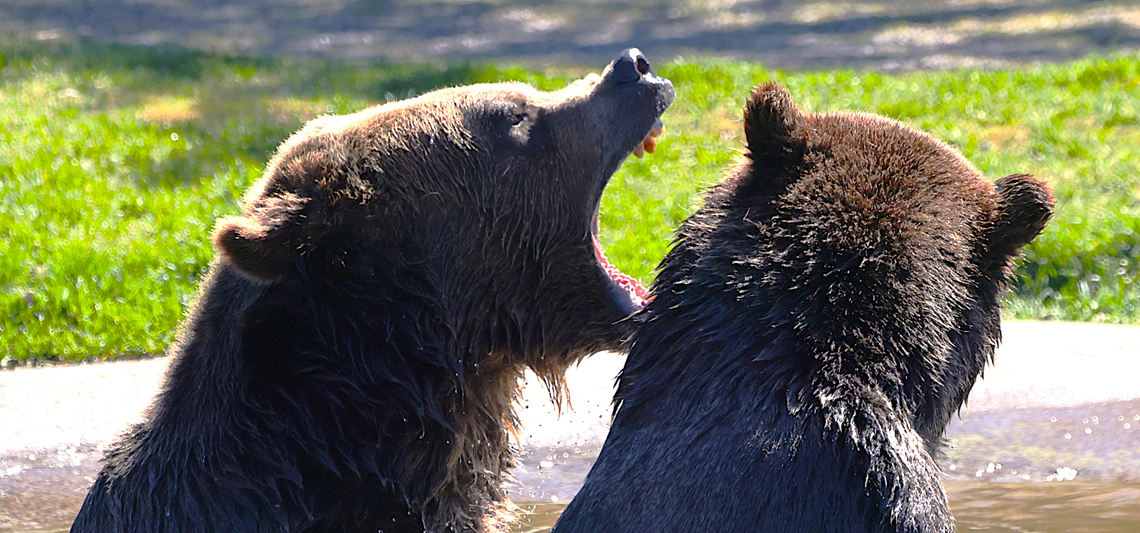 Grizzly Bear or Ursus arctos horribilis <figure class="photo"><a href="https://www.jungledragon.com/image/161468/grizzly_bear_or_ursus_arctos_horribilis.html" title="Grizzly Bear or Ursus arctos horribilis"><img src="https://s3.amazonaws.com/media.jungledragon.com/images/5803/161468_thumb.JPG?AWSAccessKeyId=05GMT0V3GWVNE7GGM1R2&Expires=1759968010&Signature=aQaLBpX23fIwvb2Jy%2BkbioFEOas%3D" width="200" height="166" alt="Grizzly Bear or Ursus arctos horribilis  Geotagged,Grizzly bear,Spring,United States,Ursus arctos horribilis" /></a></figure><br />
<figure class="photo"><a href="https://www.jungledragon.com/image/161467/grizzly_bear_or_ursus_arctos_horribilis.html" title="Grizzly Bear or Ursus arctos horribilis"><img src="https://s3.amazonaws.com/media.jungledragon.com/images/5803/161467_thumb.JPG?AWSAccessKeyId=05GMT0V3GWVNE7GGM1R2&Expires=1759968010&Signature=3VhCe1YPc6Z92M8plXYEzZvugJw%3D" width="200" height="154" alt="Grizzly Bear or Ursus arctos horribilis  Geotagged,Grizzly bear,Spring,United States,Ursus arctos horribilis" /></a></figure><br />
<figure class="photo"><a href="https://www.jungledragon.com/image/161465/grizzly_bear_or_ursus_arctos_horribilis.html" title="Grizzly Bear or Ursus arctos horribilis"><img src="https://s3.amazonaws.com/media.jungledragon.com/images/5803/161465_thumb.JPG?AWSAccessKeyId=05GMT0V3GWVNE7GGM1R2&Expires=1759968010&Signature=ud3enHOd0PhRtO1BCqrFKnf90Wk%3D" width="200" height="134" alt="Grizzly Bear or Ursus arctos horribilis  Geotagged,Grizzly bear,Spring,United States,Ursus arctos horribilis" /></a></figure> Geotagged,Grizzly bear,Spring,United States,Ursus arctos horribilis