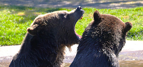 Grizzly Bear or Ursus arctos horribilis https://www.jungledragon.com/image/161468/grizzly_bear_or_ursus_arctos_horribilis.html
https://www.jungledragon.com/image/161467/grizzly_bear_or_ursus_arctos_horribilis.html
https://www.jungledragon.com/image/161465/grizzly_bear_or_ursus_arctos_horribilis.html Geotagged,Grizzly bear,Spring,United States,Ursus arctos horribilis