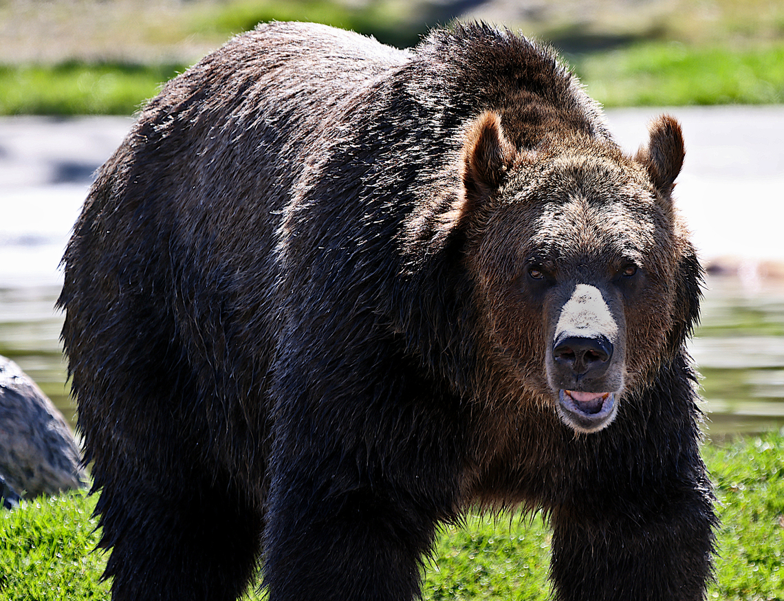 Grizzly Bear or Ursus arctos horribilis  Geotagged,Grizzly bear,Spring,United States,Ursus arctos horribilis