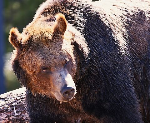 Grizzly Bear or Ursus arctos horribilis  Geotagged,Grizzly bear,Spring,United States,Ursus arctos horribilis