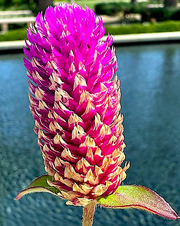 Globe Amaranth or Gomphrena globosa  Geotagged,Globe amaranth,Gomphrena globosa,United States