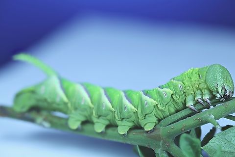 Tomato Horn Worm or Manduca quinquemaculata  Geotagged,Manduca quinquemaculata,Tomato hornworm,United States