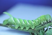 Tomato Horn Worm or Manduca quinquemaculata  Geotagged,Manduca quinquemaculata,Tomato hornworm,United States