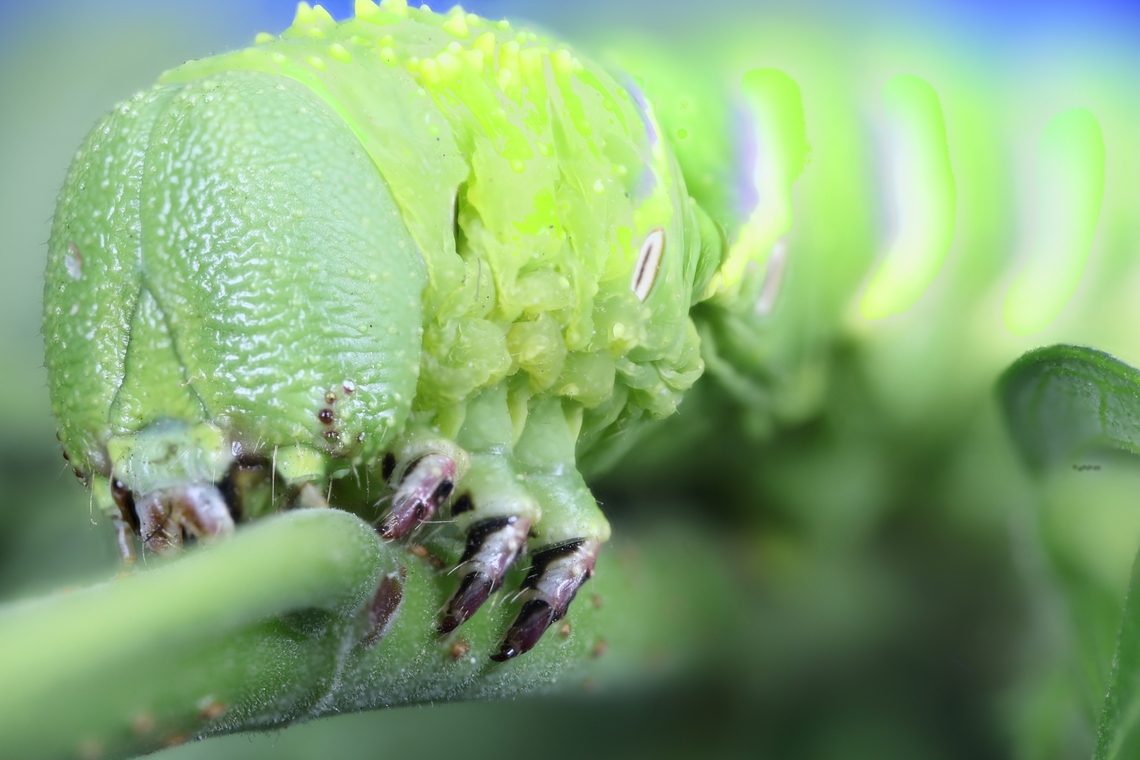 Tomato Horn Worm or Manduca quinquemaculata Very good camouflage and hard to see<br />
f5.6, EAf9.8, 1/30 sec, ISO100, 75 steps at 300micons/step<br />
2024-06-22-04.35_.40_ZS_PMax_ Geotagged,Manduca quinquemaculata,Tomato hornworm,United States